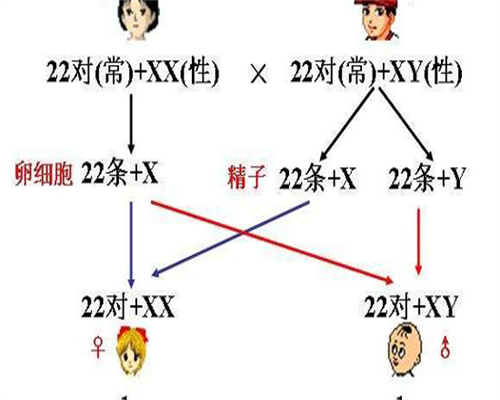试管和自然怀孕胎停概率(试管和自然受孕胎停率)
