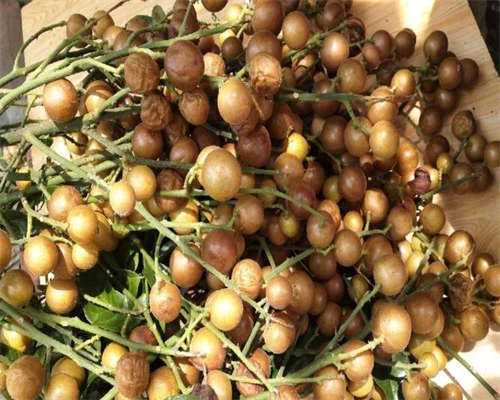 脑瘫患者做三代试管能避免遗传吗_脑瘫患者做三代试管能避免遗传吗